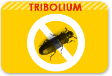 anti tribolium