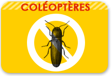 coleopteres