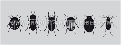 photo differents coléoptères