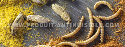 photo insecte alimentaire